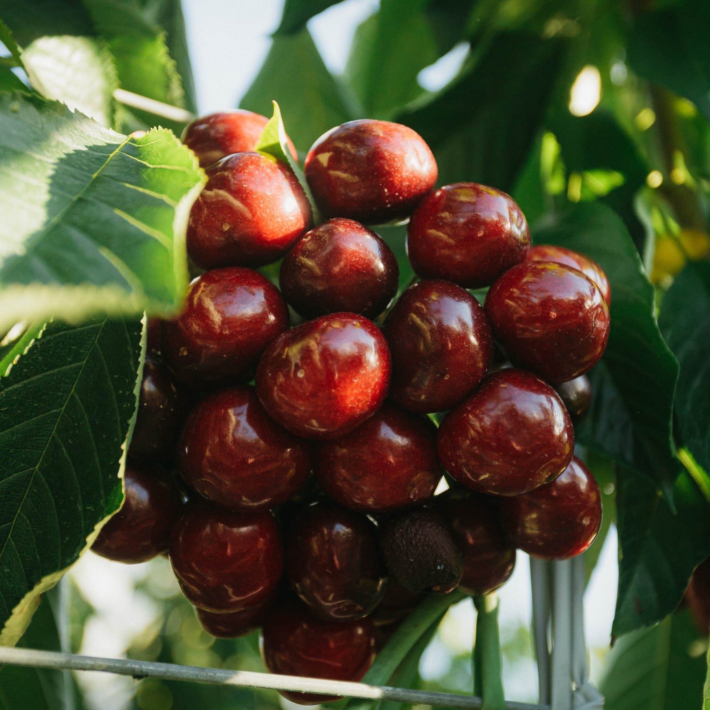 Cromwell Electric Cherries
