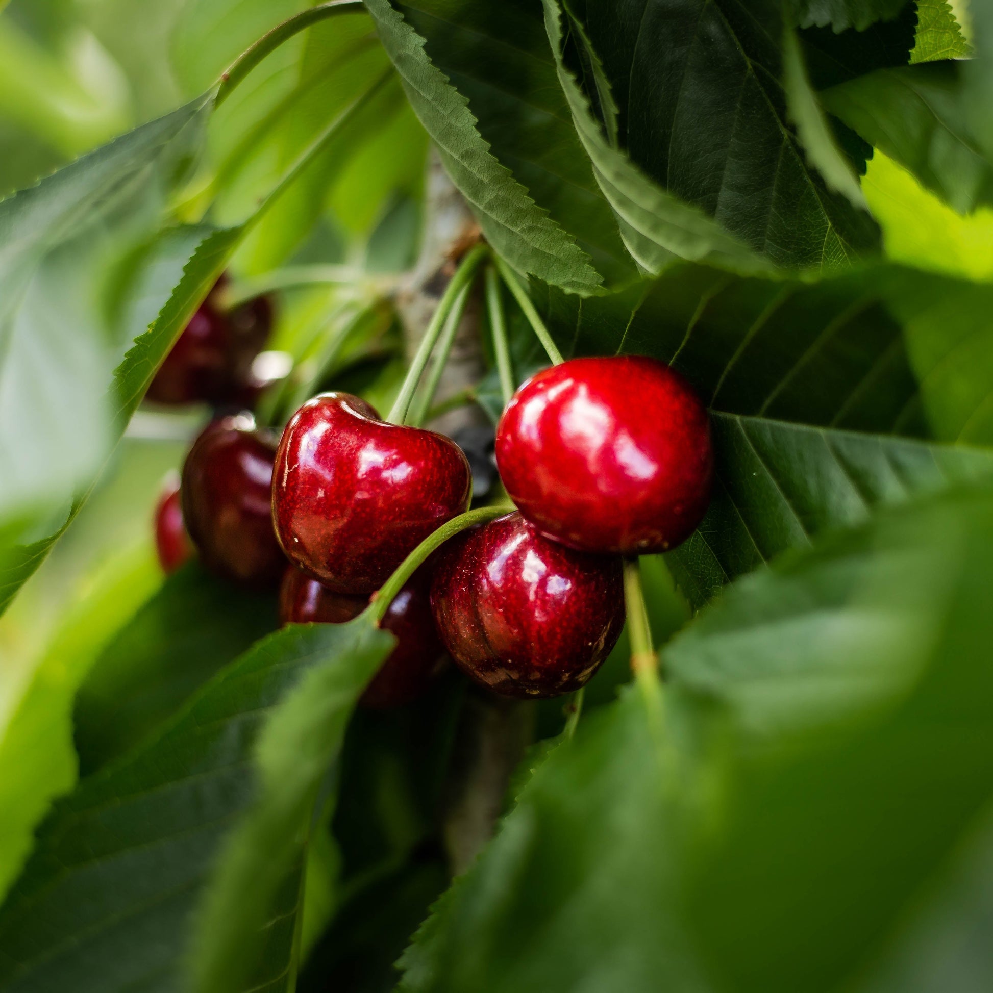 Cromwell Cherries close up 