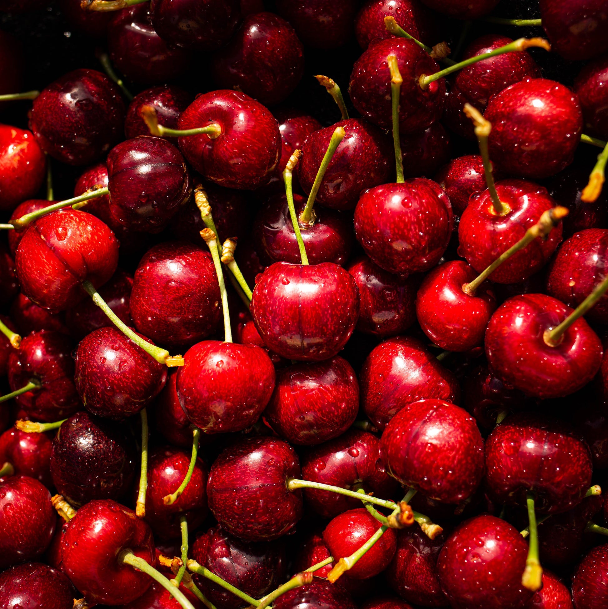 Lots of cherries from forest lodge orchard