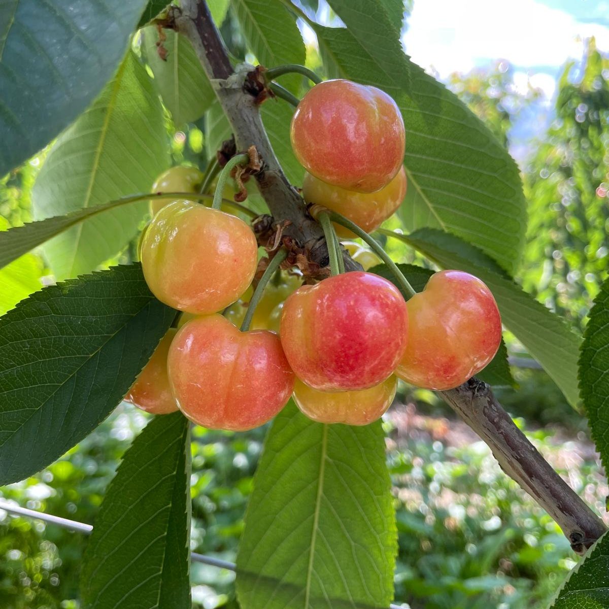 White Cherries - Pre Christmas